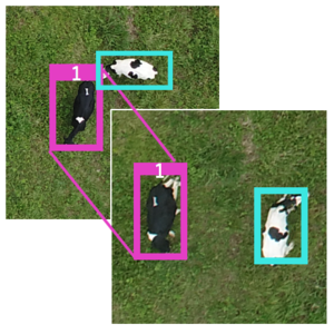 牧場空撮画像における乳牛の体軸整合と類似度学習による個体識別